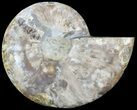 Sliced Ammonite Fossil (Half) - Agatized #49891-1